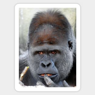 Gorilla Sticker